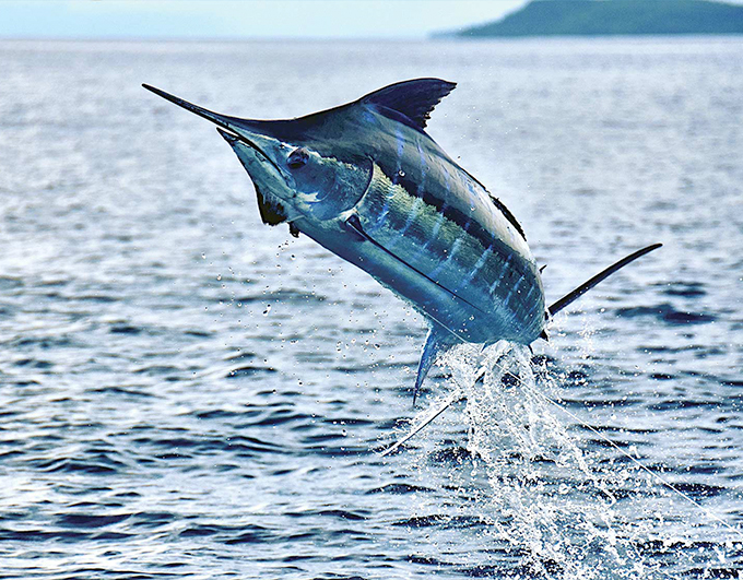 Pemba Big Game Fishing